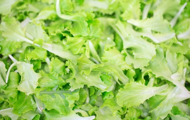 Green fresh leaves salad sold from grocery