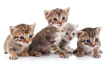Beautiful  Kittens