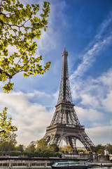 Poster - Eiffel Tower with spring tree in Paris, France