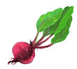 picture of red beet