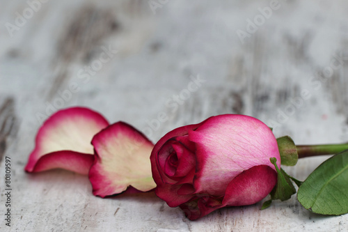 Naklejka dekoracyjna Rote Rose