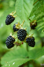 Agrestic Blackberries