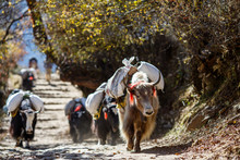 Yaks Carrying Weight In Nepal