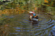 Mandarin duck (Aix galericulata) i