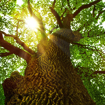 Fototapete - Sonnenstrahlen brechen sich in der Baumkrone einer alten Eiche