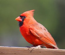 Male Cardinal Resting On Wood