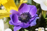 Fototapeta  - anemone in spring
