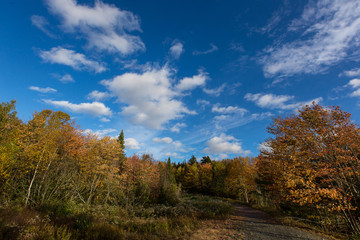 colourful autumn trees against deep blue sky