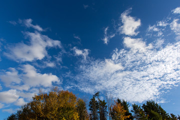 colourful autumn trees against deep blue sky