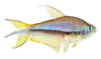 Sticker - Emperor Tetra Fish