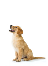 Golden Retriever Dog Barking While Sitting On The Floor, Isolate