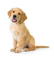 Golden Retriever Dog Sitting On The Floor, Isolated On White Bac