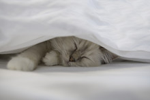 Cute Little White Kitten Sleeps On Fur White Blanket