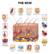 Skin Anatomy, Detailed Illustration. Beautiful Bright Colors.