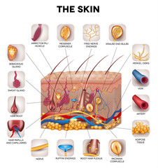 Canvas Print - Skin anatomy, detailed illustration. Beautiful bright colors.