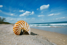 Nautilus Shell On White Florida Beach Sand Under The Sun Light