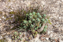Trs Euphorbias In The Troodos Mountains, Cyprus