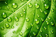 Green Leaf With Drops Of Water