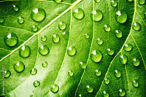 Fototapeta na wymiar Green leaf with drops of water