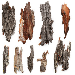 Wall Mural - Bark tree