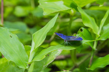 Purple Butterfly On Green Leaf