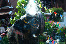 Young Elephant Splashing Water.