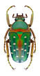 Beetle Stephanorrhina bella