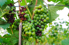 Small Green Grapes In Vine Yard