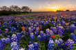 Texas wildflower -  bluebonnet filed in sunset