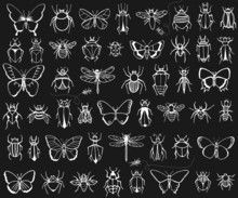 Chalkboard Hand Drawn Insects
