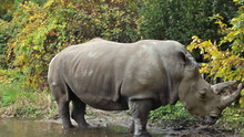 Southern White Rhinoceros Stands In Puddle At Autumn Park