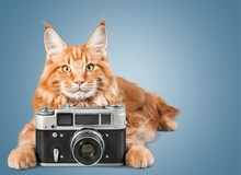 Photo. Little Cute Kitten With Vintage Photo Camera On A Wooden