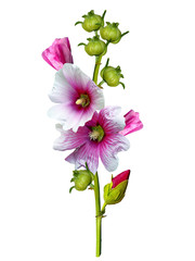 Wall Mural - mallow flowers isolated on white background