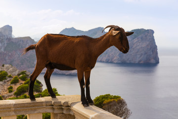 Canvas Print - Majorca goat in Formentor Cape Lighthouse