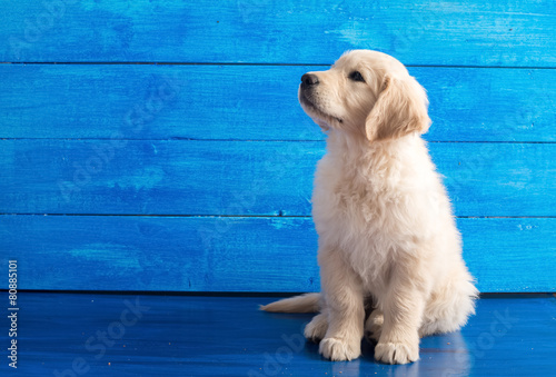 Fotografía Inglés golden retriever en la madera azul