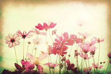 Wall Mural - Vintage postcard, Cosmos flower in the field, soft light on old