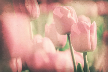 Wall Mural - Vintage paper texture, Sweet pink tulip in garden. floral backgr