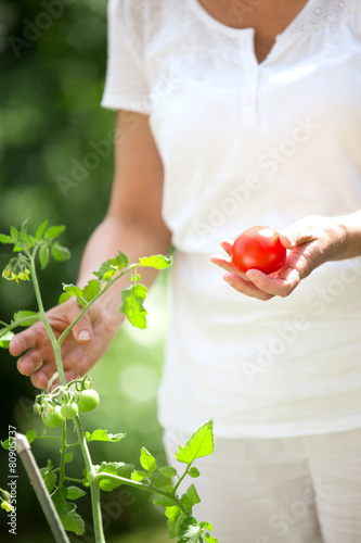 Frau Betrachtet Tomaten Am Tomatenstock Im Garten Buy This Stock Photo And Explore Similar Images At Adobe Stock Adobe Stock