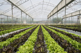 Fototapeta  - Lettuce crops in greenhouse