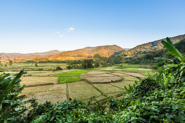  Vegetable bed in Thailand
