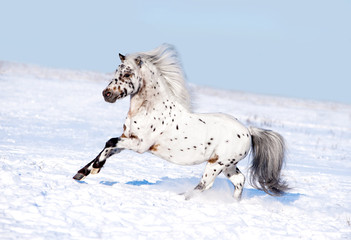 Wall Mural - appaloosa pony runs free through the winter field