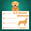 Golden retriever dog banner