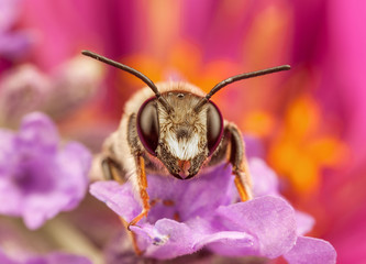 Male Mining Bee - Andrena resting on flower