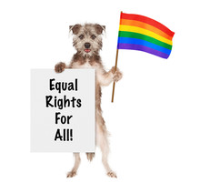 Dog Supporting Gay Rights With LGBT Rainbow Flag
