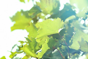 Grape leaves with sun rays