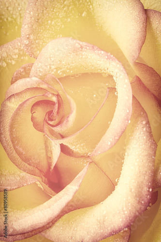 Naklejka na szafę rose with water drops on petals large plan, vintage processing.