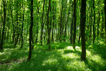   green forest