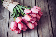 Fresh Spring Pink Tulips