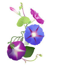 Purple Morning Glory In Bloom, Bud, Twisted Vines And Leaves