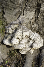 Layered Bracket Fungi On Tree